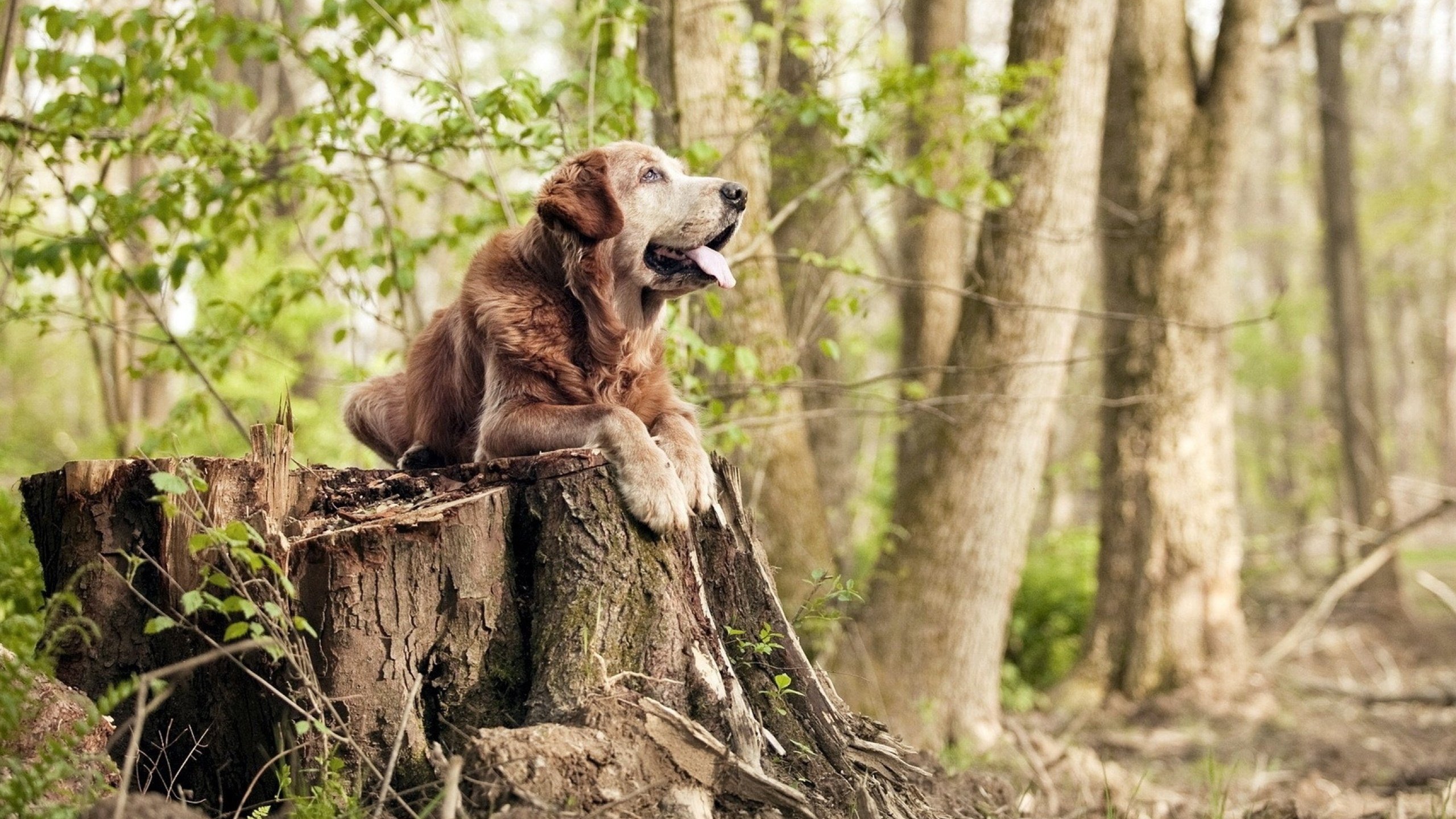 MVP揭晓:王强三分球成为此役绝杀关键!,三分王cba
